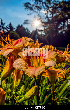 Lever de soleil derrière des hémérocalles (Hemerocallis 'siloam), Cinderella' Hemerocallidaceae, New York Botanical Garden Banque D'Images