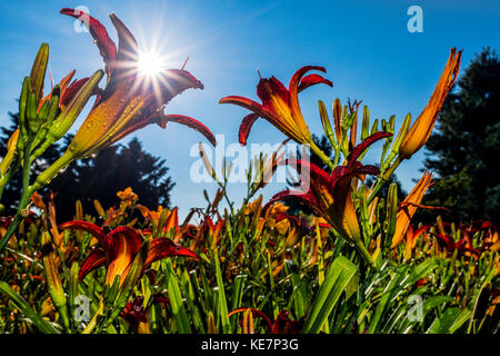 Lever de soleil derrière des hémérocalles (Hemerocallis), 'belle dame' Hemerocallidaceae, New York Botanical Garden, Bronx, New York, États-Unis d'Amérique Banque D'Images