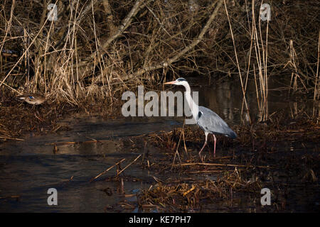 Héron cendré (Ardea cinerea) la pêche sur les rives du lac, la Suède Banque D'Images