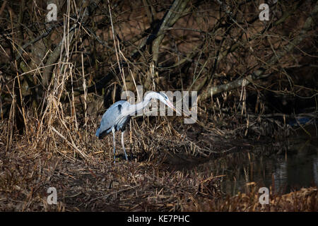 Héron cendré (Ardea cinerea) la pêche sur les rives du lac, la Suède Banque D'Images