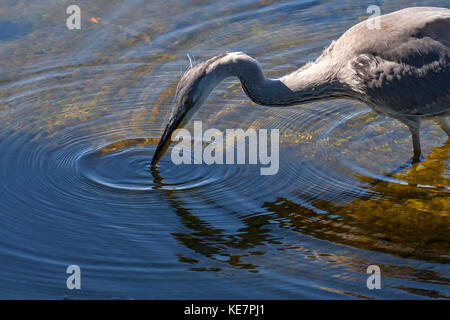 Héron cendré (Ardea cinerea) la pêche sur les rives du lac, la Suède Banque D'Images