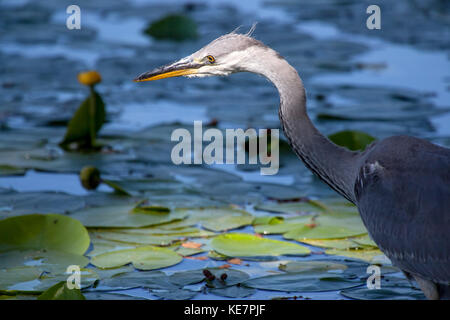 Héron cendré (Ardea cinerea) la pêche sur les rives du lac, la Suède Banque D'Images