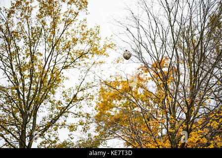 Nid de guêpe accrochée à un arbre à l'automne ; Toronto, Ontario, Canada Banque D'Images