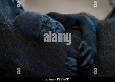 Bébé Gorille de plaine de l'ouest (Gorilla gorilla gorilla) endormi dans les bras de mère ; Cabarceno, Cantabria, ESPAGNE Banque D'Images