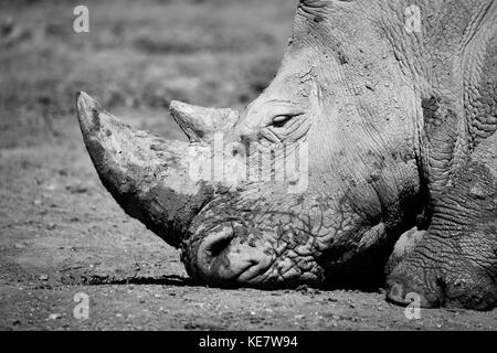 Portrait Of Muddy rhinocéros blanc (Ceratotherium simum) ; tête, Cabarceno Cantabria, ESPAGNE Banque D'Images