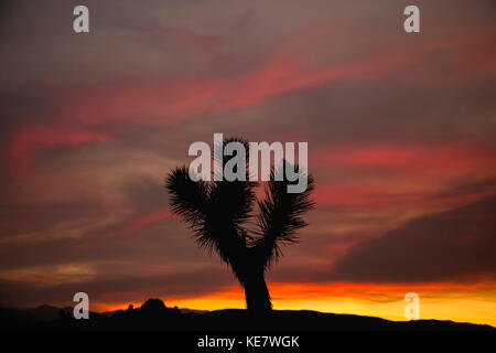 Les Joshua Tree (Yucca brevifolia) découpé sur un ciel coloré juste après le coucher du soleil dans la région de Joshua Tree National Park Banque D'Images