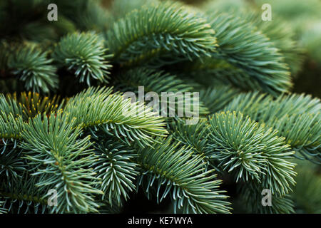 Portrait de l'épinette de Norvège (Picea abies) Aiguilles, un choix populaire avec des paysagistes dans le Pacifique Nord-Ouest ; Astoria, Oregon, United States of America Banque D'Images