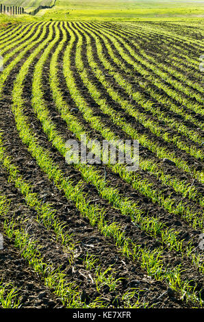Des conduites d'un début de croissance des cultures de céréales dans un terrain glissant ; Beiseker, Alberta, Canada Banque D'Images