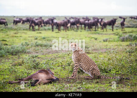 Le Guépard (Acinonyx jubatus) avec c'est le gnou tuer après une chasse, Serengeti, Tanzanie Banque D'Images