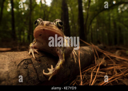 Un crapaud de l'Est (Scaphiopus holbrookii) assis sur le sol de la forêt en Caroline du Nord. Banque D'Images