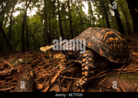 Une tortue tabatière (Terrapene carolina) à côté d'un champignon sur le sol de la forêt dans l'est de la Caroline du Nord. Banque D'Images