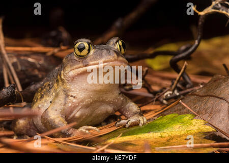 Un crapaud de l'Est (Scaphiopus holbrookii) assis sur le sol de la forêt en Caroline du Nord. Banque D'Images