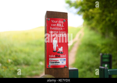 Veuillez Gardez les chiens en laisse signer avertissement des dangers pour le bétail dans les champs des agriculteurs. Banque D'Images