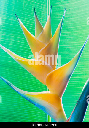 Close-up d'un beau jaune Heliconia flower contre une feuille verte ; Honolulu, Oahu, Hawaii, United States of America Banque D'Images