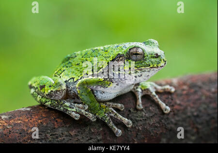 La rainette versicolore (Hyla versicolor) assis sur un journal ; Ontario, Canada Banque D'Images