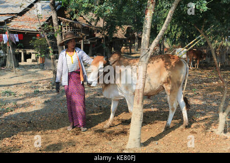 Nyaunghtaw village est sur la gauche (est) de la rivière Irrawaddy dans la province de l'Ayeyarwaddy au Myanmar (Birmanie). femmes debout à côté du bétail. Banque D'Images