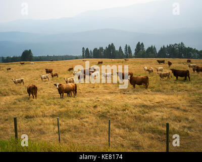 Un troupeau de vaches dans un champ d'herbe sous un ciel nuageux avec une silhouette des montagnes Rocheuses au loin ; Golden, Colombie-Britannique, Canada Banque D'Images