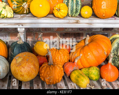 Une serre de l'affichage de nombreux types de Pumpkin cultivés dans Helmsley Walled Garden North Yorkshire Banque D'Images