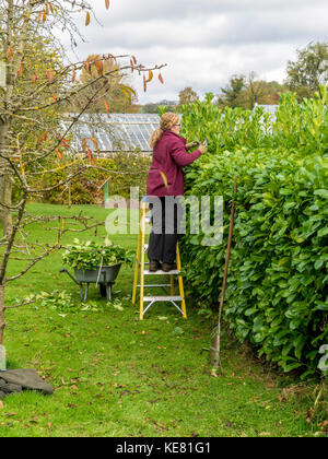 Un jardinier au travail une haie de fraisage à Helmsley Walled Garden au début autumnn Banque D'Images