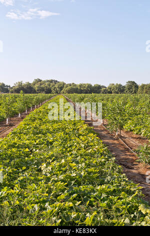 La culture intercalaire, de jeunes Anglais, verger NOYER Juglans regia 'Chandler' intercalé avec courge poivrée vert 'Cucurbita pepo var. turbinées'. Banque D'Images