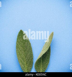 Les oreilles de lapin de pâques fabriqués à partir de feuilles de sauge . bricolage et un minimum de notion de Pâques sur fond bleu avec télévision lay et copier l'espace. Banque D'Images