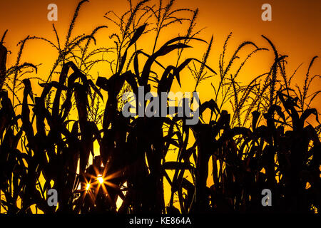 Rangées de tiges de maïs sèches sont silhouette sur le coucher de soleil avec deux étoiles rayonnantes et d'un halo de couleurs jaune et orange. Banque D'Images
