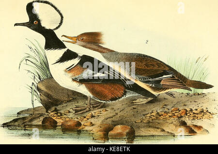 Les oiseaux d'Amérique à partir de dessins réalisés aux États-Unis et leurs territoires (1840) (14771671563) Banque D'Images