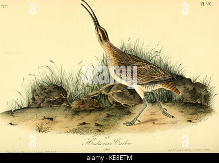 Les oiseaux d'Amérique à partir de dessins réalisés aux États-Unis et leurs territoires (1840) (14751733825) Banque D'Images