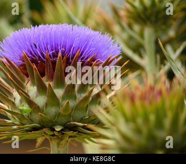 Chef de grandes fleurs d'artichaut sauvage dans toute sa splendeur Banque D'Images