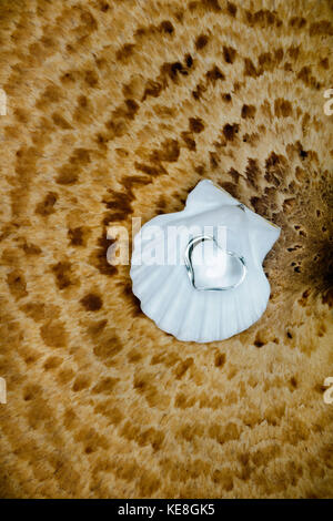 Petit coeur en verre transparent reposant dans la moitié d'une coquille Saint-Jacques d'une plage locale placée sur le bouchon d'un champignon à l'arrière du faisan. Banque D'Images