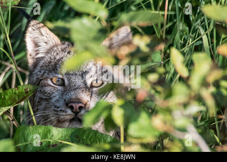 Un Lynx se profile au cours de la chasse le feuillage Banque D'Images