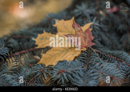 Seuls deux feuilles d'érable sur une branche de sapin. Automne-witer composition. Banque D'Images