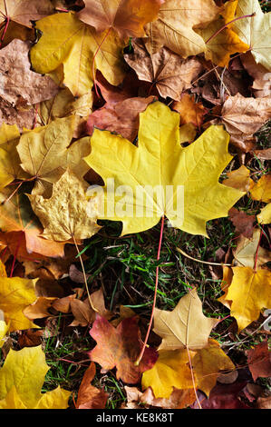 Passage tiré des feuilles d'automne dans un mélange de tons jaune et or, photographié à l'extérieur en lumière naturelle sur l'herbe. Banque D'Images