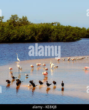 Les oiseaux tropicaux sur une barre en floride Banque D'Images