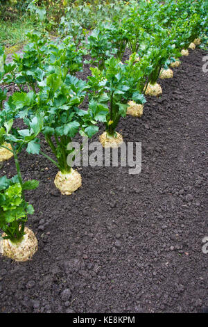 Céleri-rave, toutes sortes de plantes, Astérix F1 Banque D'Images