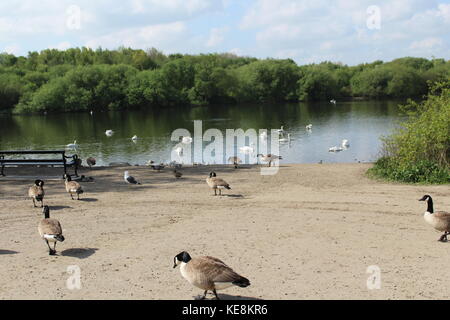 Beaucoup de Bernaches du Canada recueillir au bord d'un lac, avec un banc de parc à la remarquer, beaucoup d'arbres et ciel bleu Banque D'Images