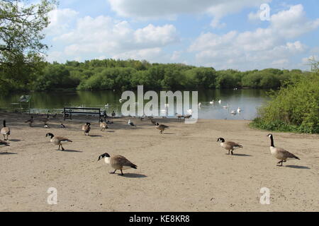 Beaucoup de Bernaches du Canada recueillir au bord d'un lac, avec un banc de parc à la remarquer, beaucoup d'arbres et ciel bleu Banque D'Images