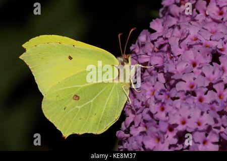 Brimstone Butterfly Banque D'Images