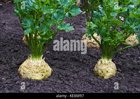 Céleri-rave, toutes sortes de plantes, Astérix F1 Banque D'Images