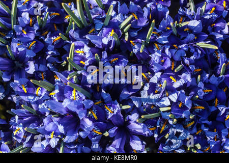 Iris reticulata 'harmonie'. Fleur iris nain Banque D'Images