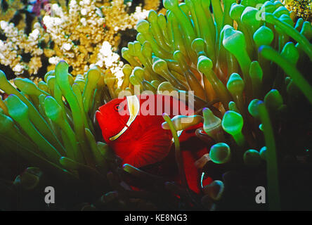 L'Indonésie. Sulawesi. Wakatobi. Poissons Clowns marron. Banque D'Images