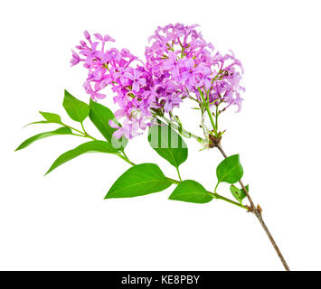 Bouquet de lilas odorants. isolé sur blanc. Banque D'Images