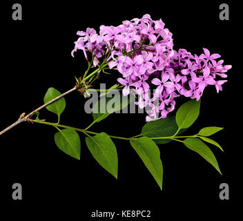 Bouquet de lilas odorants. isolé sur noir. Banque D'Images