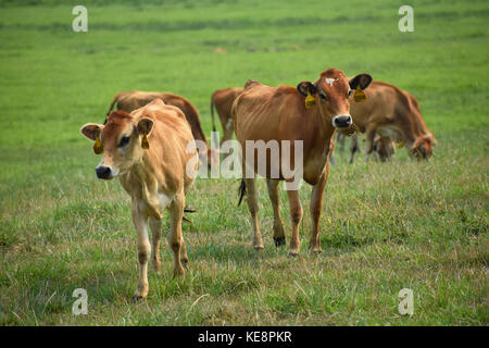 Vaches dans un champ avec une belle herbe verte. les vaches ont des étiquettes d'identification dans leurs oreilles. Certaines des vaches paissent sur l'herbe verte. Banque D'Images
