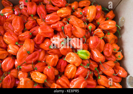 Les piments Scotch Bonnet (ata rodo) Banque D'Images