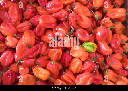 Les piments Scotch Bonnet (ata rodo) Banque D'Images