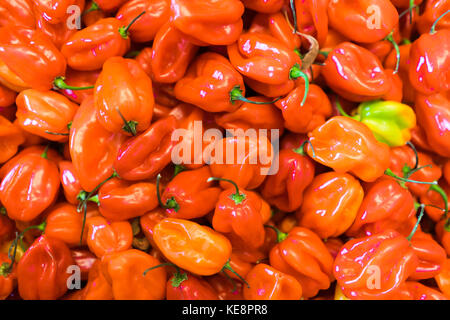 Les piments Scotch Bonnet (ata rodo) Banque D'Images