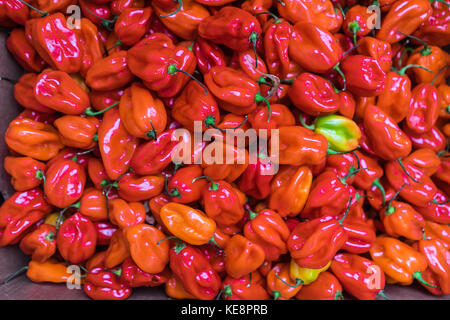 Les piments Scotch Bonnet (ata rodo) Banque D'Images