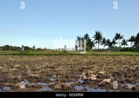 Les canards jouer autour de champ de riz à Ubud - Bali, Indonésie. une vue simple pourtant étonnamment il peut être tellement reposant. Photo prise en mai 2017. Banque D'Images