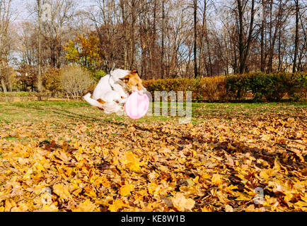 Funny dog saut de disque volant rose Banque D'Images